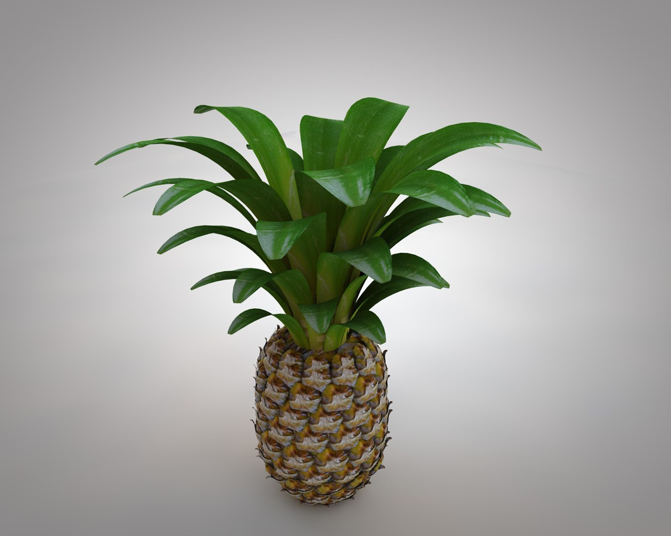 3D apple pine https://p.turbosquid.com/ts-thumb/jt/V4rCf4/QNa38jwd/4/jpg/1586870399/1920x1080/fit_q87/060cb5522893be4374a2e9a759e45ebb56abac54/4.jpg