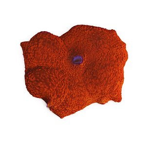 orange discosoma mushroom coral 3d model