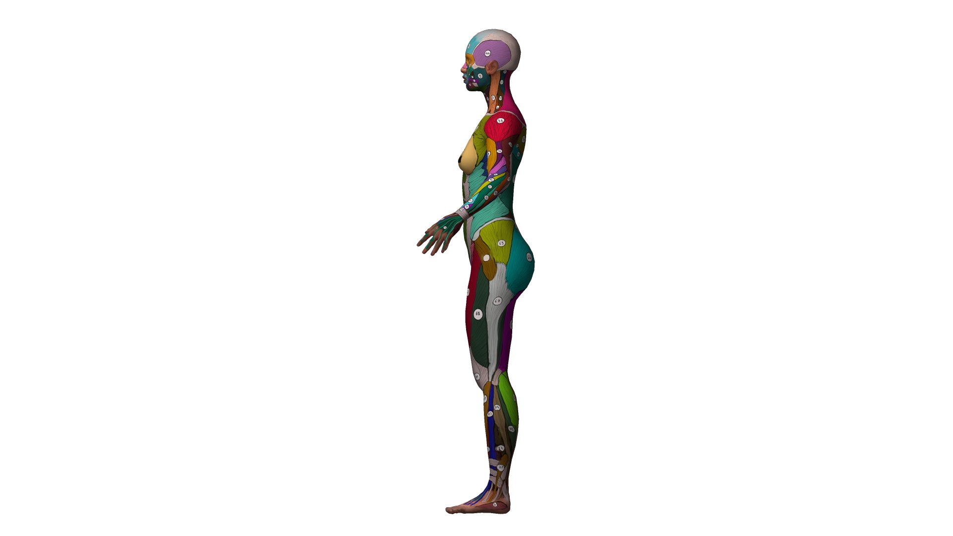muscle rigged 3D model https://p.turbosquid.com/ts-thumb/jt/h7p5Gw/Jn/sketch4/png/1614511742/1920x1080/fit_q87/c166b29c0ff537c33a913f0ec446664fd067cbfc/sketch4.jpg