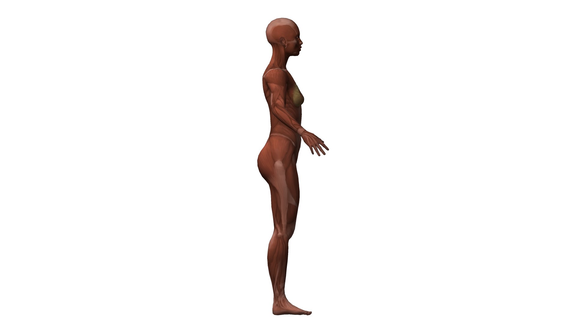muscle rigged 3D model https://p.turbosquid.com/ts-thumb/jt/h7p5Gw/Rx/sketch3/png/1614511745/1920x1080/fit_q87/94a07bec9fbb1ee8261e863a1892881088f3808a/sketch3.jpg