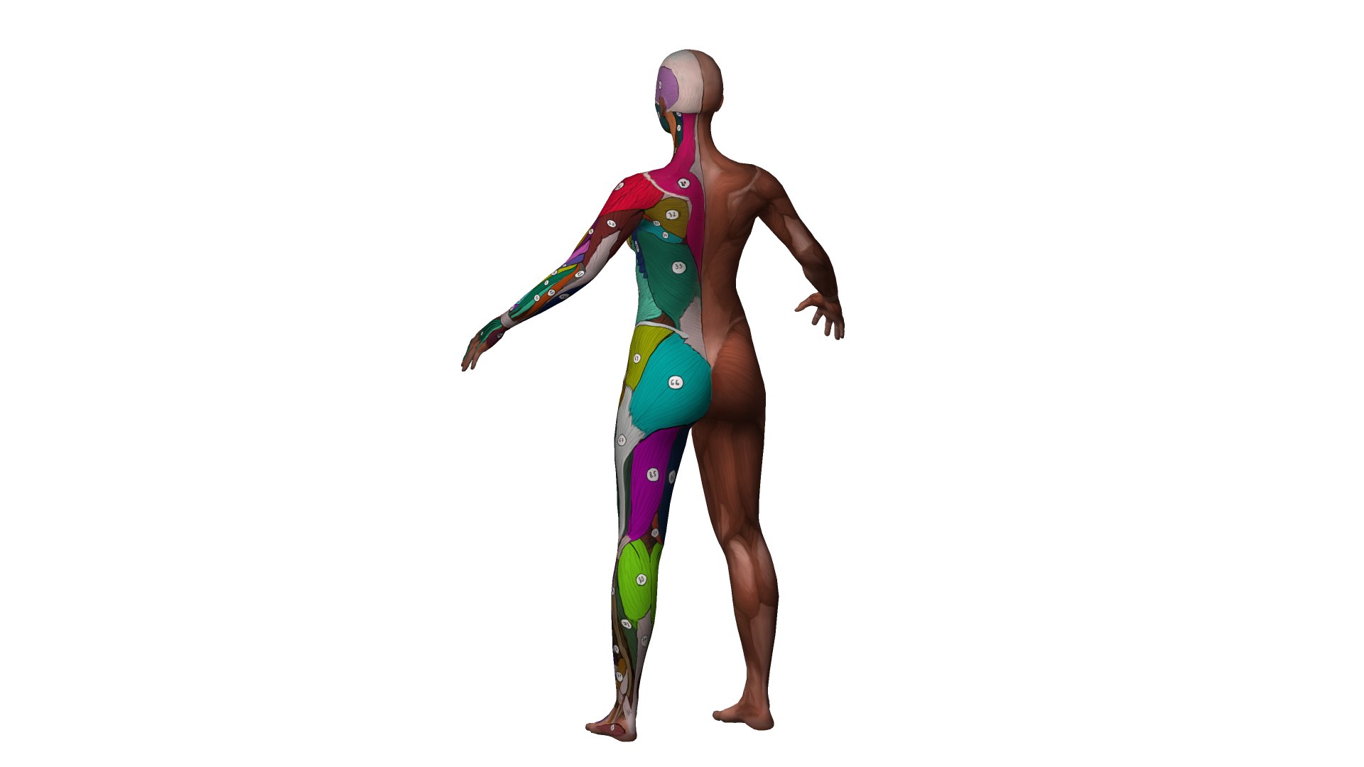 muscle rigged 3D model https://p.turbosquid.com/ts-thumb/jt/h7p5Gw/lI/sketch2/png/1614511754/1920x1080/fit_q87/d7c64ebda0f5852ab65cb3749b3ebc52dd3608a8/sketch2.jpg