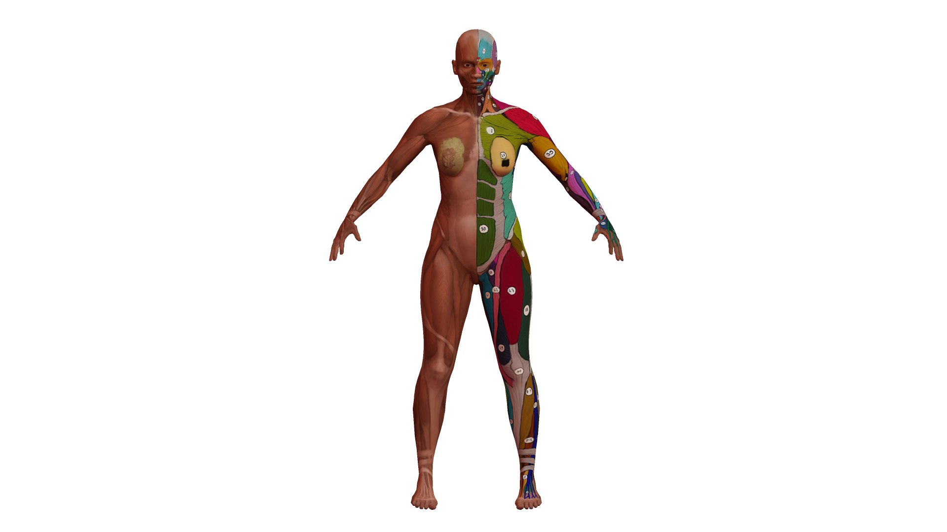 muscle rigged 3D model https://p.turbosquid.com/ts-thumb/jt/h7p5Gw/nB/sketch/png/1614511746/1920x1080/fit_q87/a058122d4c92866cb0fc14213ac6ad6416b7dc56/sketch.jpg