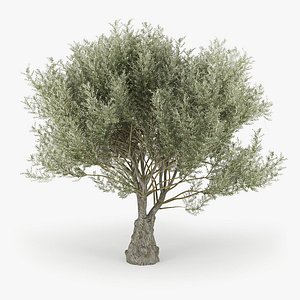 Olea europaea