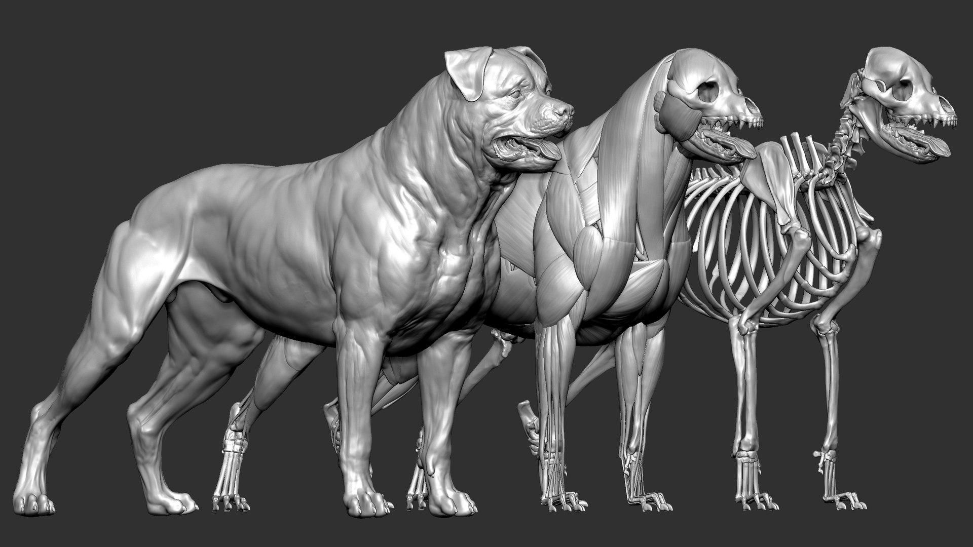 Rottweiler VFX MUSCLE SIMULATION 3D Model - TurboSquid 1909647