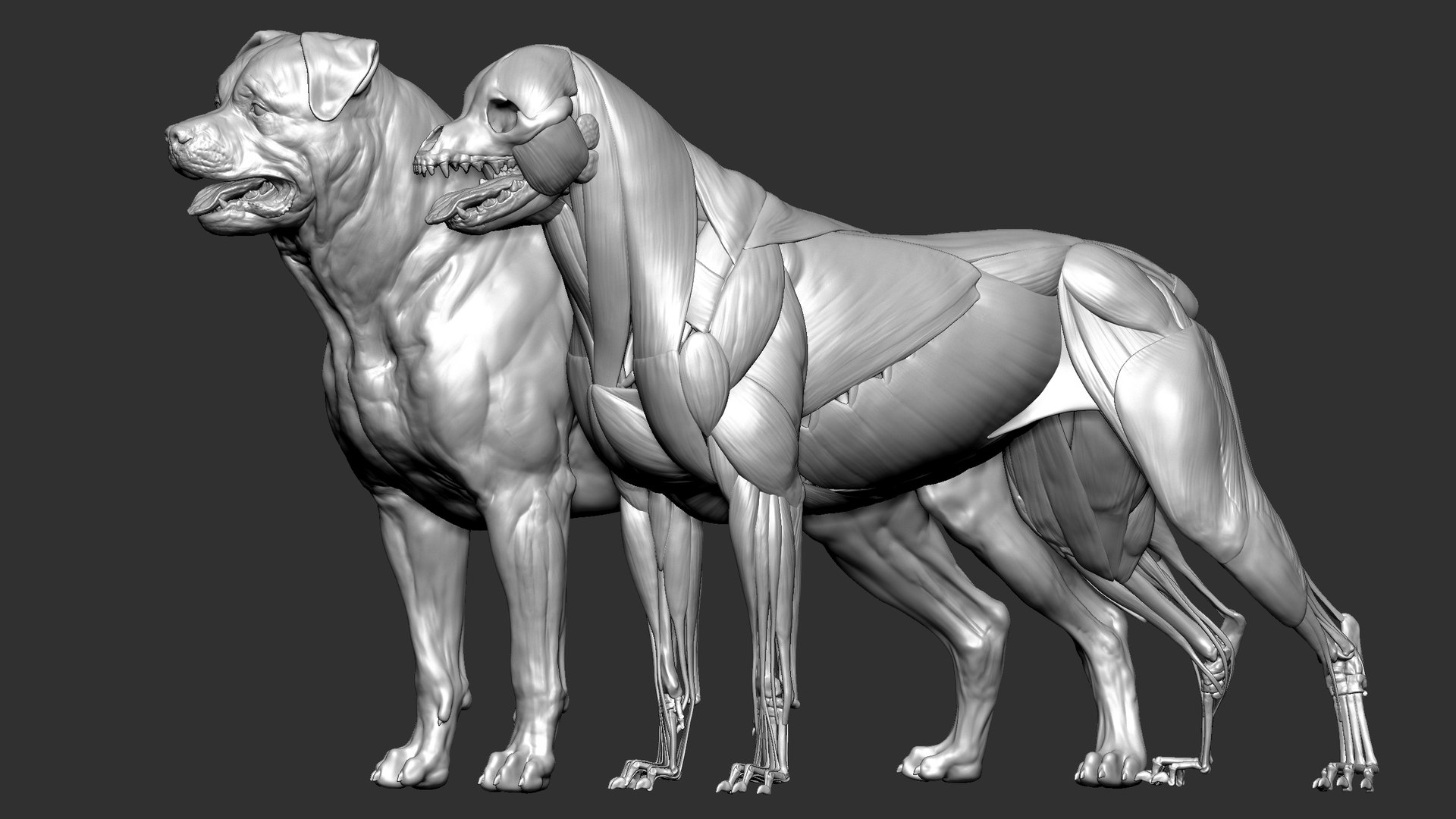 Rottweiler VFX MUSCLE SIMULATION 3D Model - TurboSquid 1909647