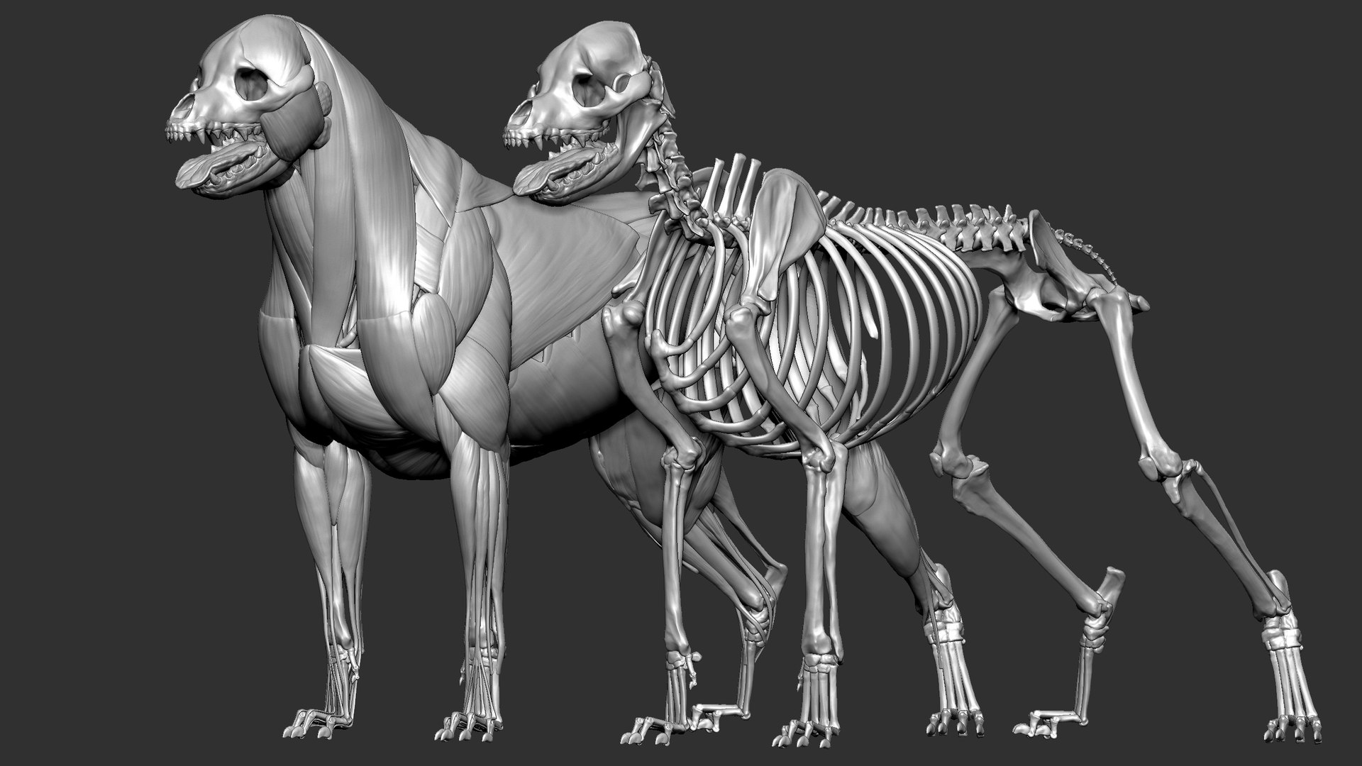 Rottweiler VFX MUSCLE SIMULATION 3D Model - TurboSquid 1909647