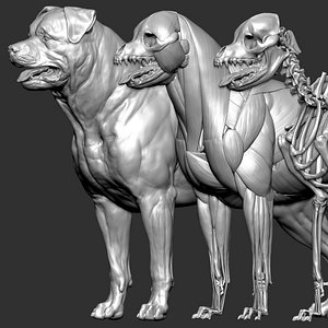 Rottweiler VFX MUSCLE SIMULATION 3D model