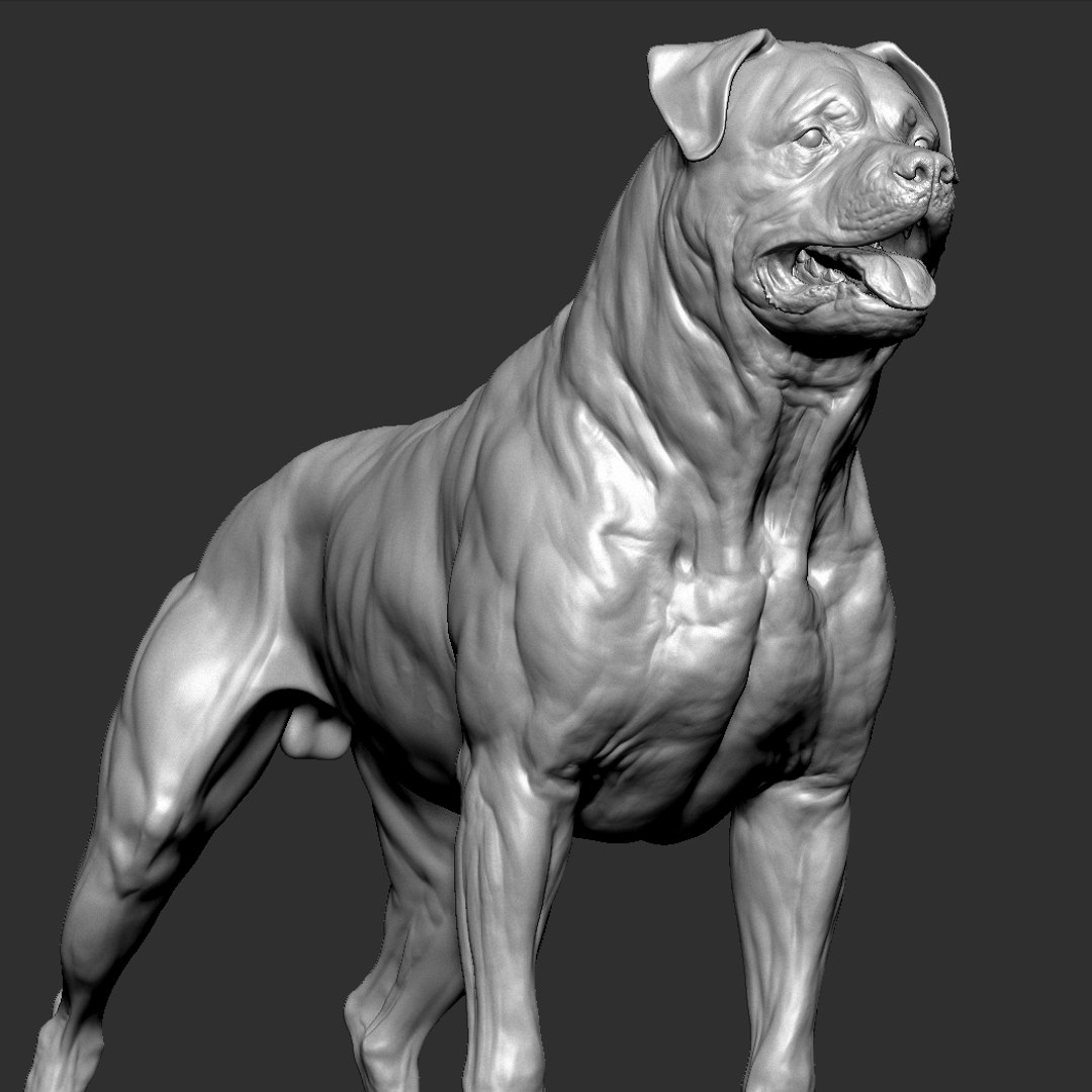 Rottweiler VFX MUSCLE SIMULATION 3D Model - TurboSquid 1909647