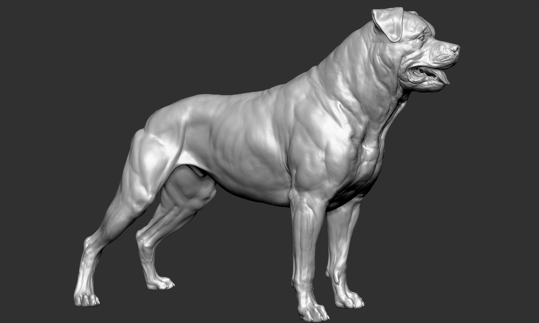 Rottweiler VFX MUSCLE SIMULATION 3D Model - TurboSquid 1909647