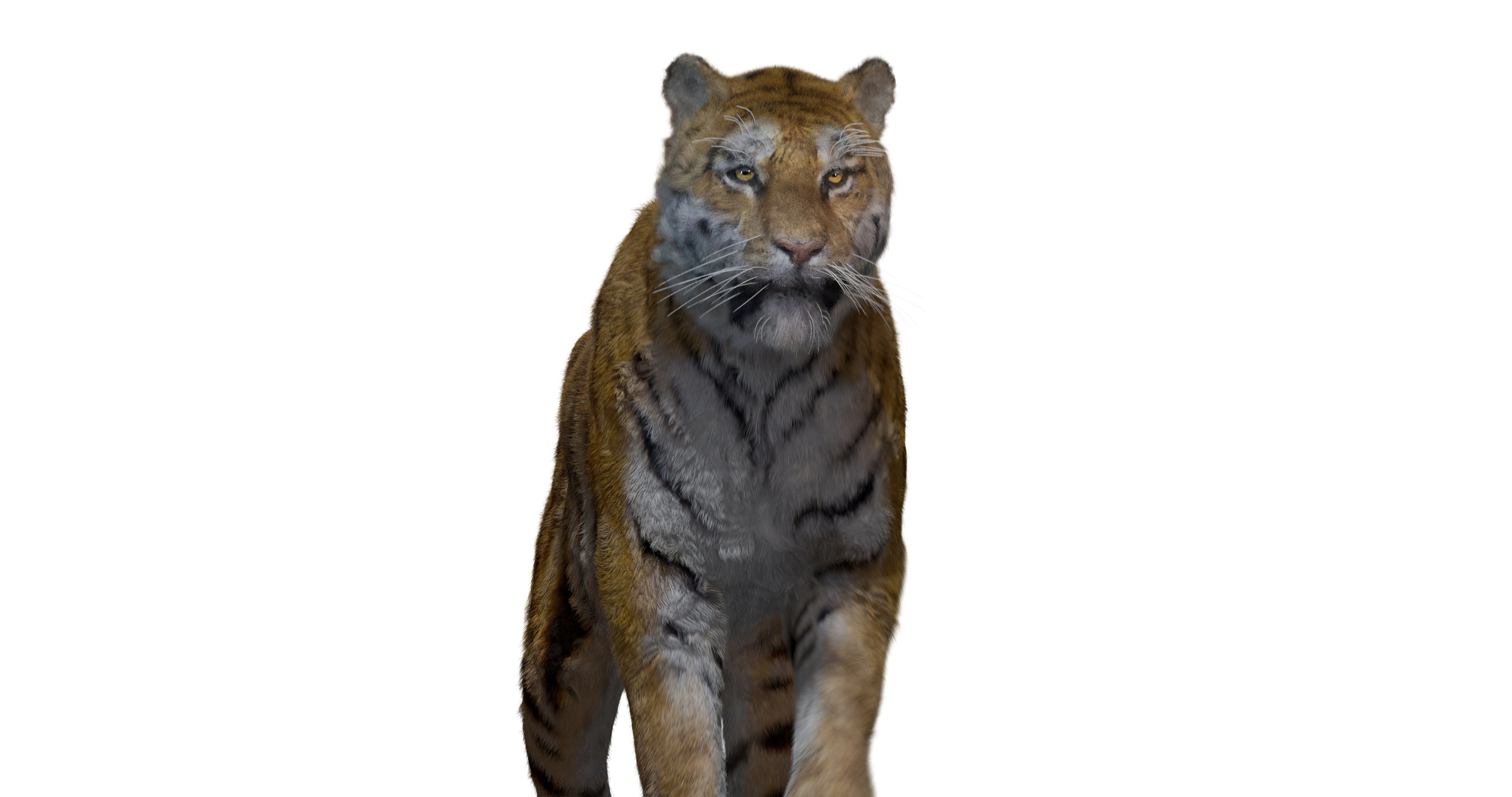 Realistic Tiger Rigged and Animated model Blender 3D TurboSquid 1930594