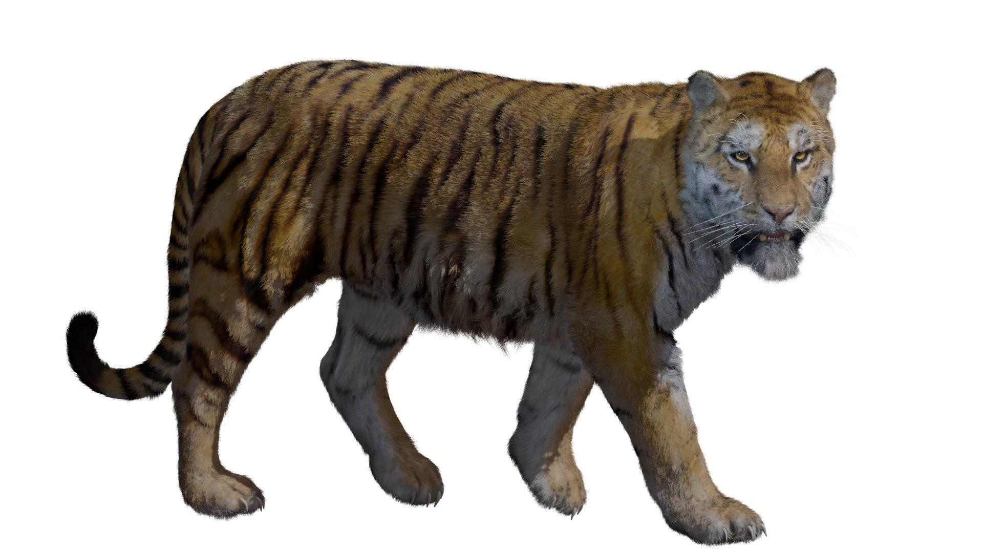 Realistic Tiger Rigged and Animated model- Blender 3D https://p.turbosquid.com/ts-thumb/jt/qZAWKV/5m/3r/png/1658319616/1920x1080/fit_q87/3663bf3c567863a99a0331da1ce20dc9881877c1/3r.jpg