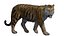 Tiger Rigged EEVEE 모델- 블렌더
