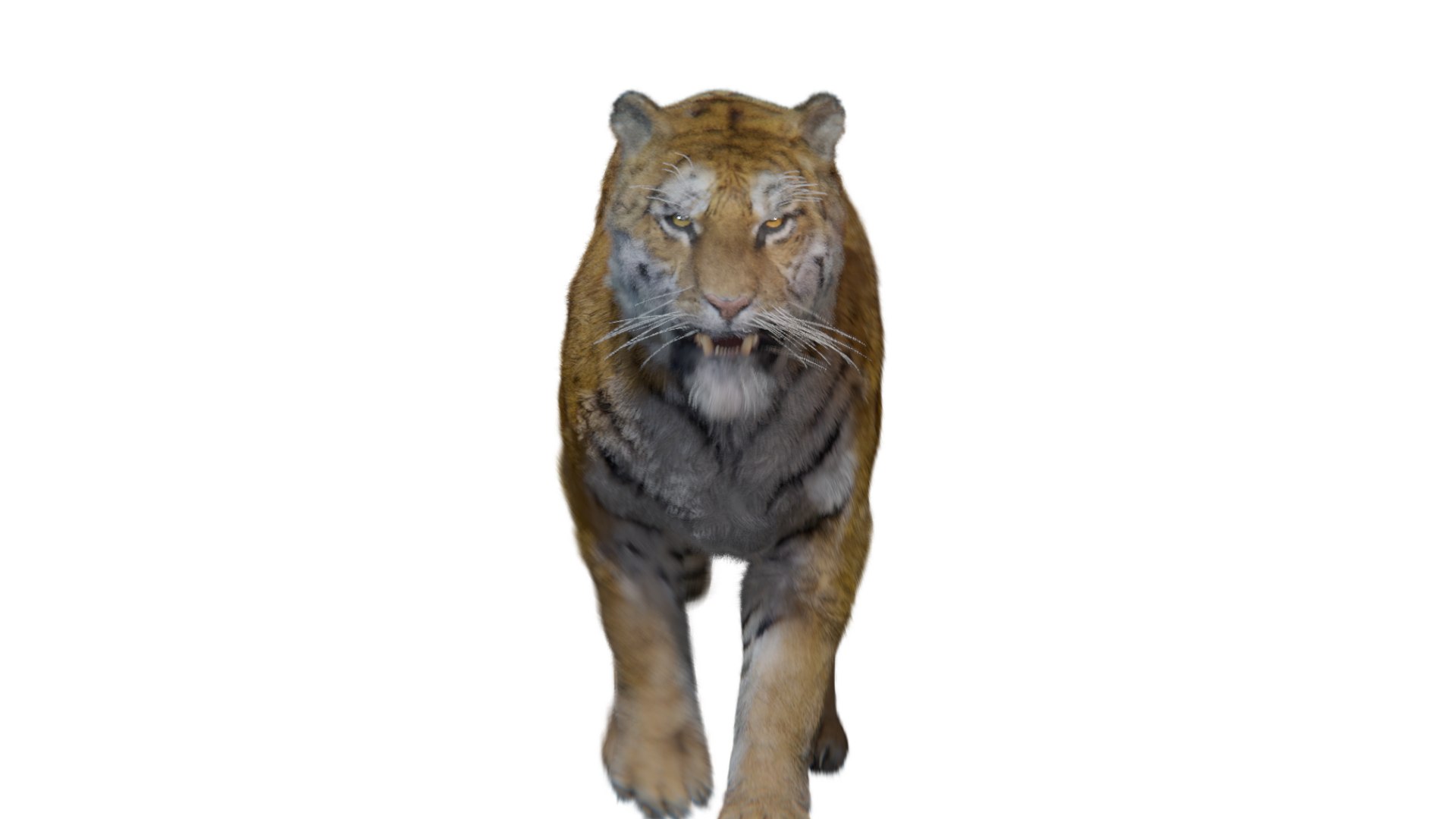 Realistic Tiger Rigged and Animated model- Blender 3D https://p.turbosquid.com/ts-thumb/jt/qZAWKV/WX/2v21/png/1658319749/1920x1080/fit_q87/93fa108ca1d07cc43b0cb0fcfb16e186ba85dd1b/2v21.jpg
