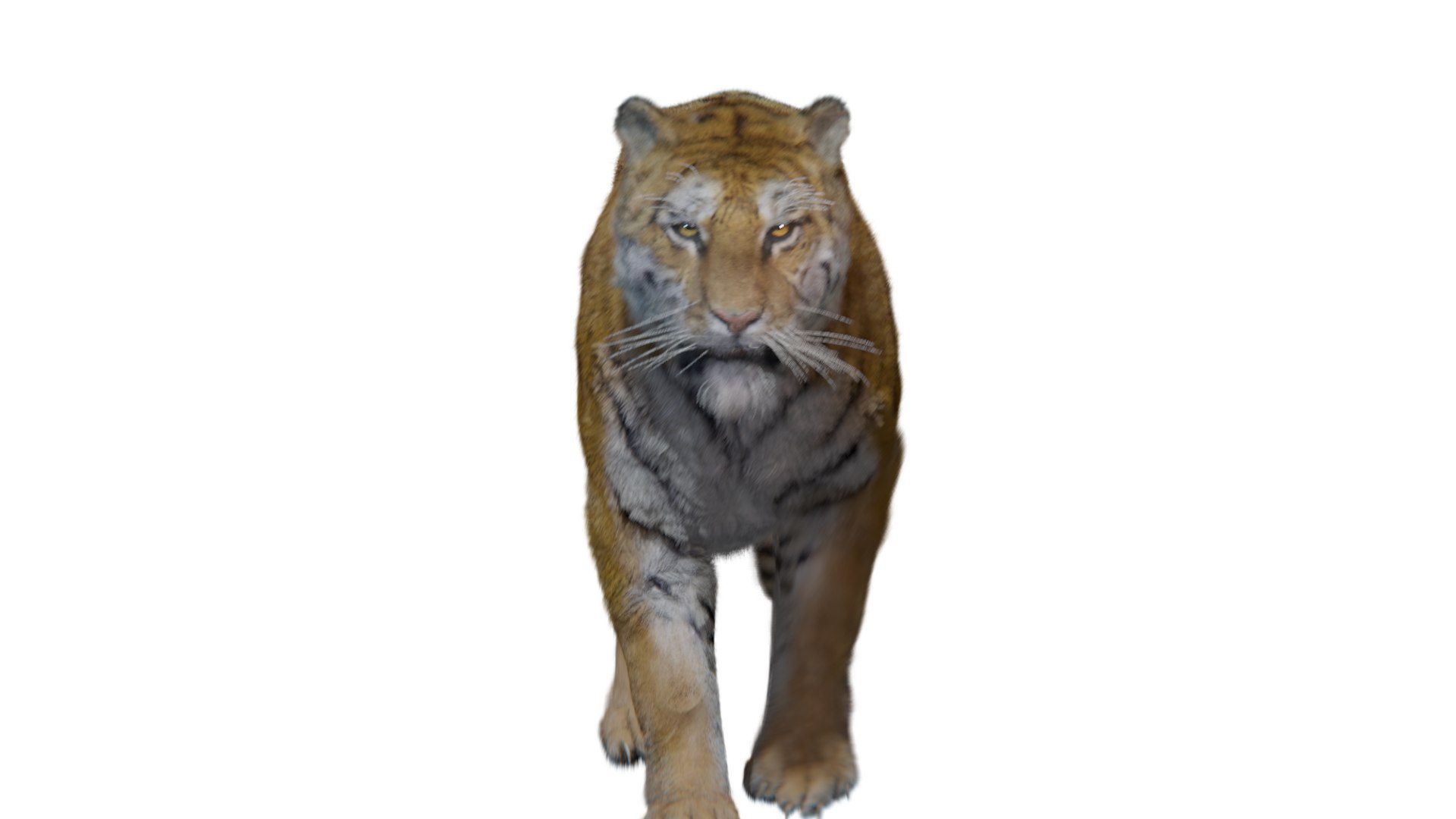 Realistic Tiger Rigged and Animated model- Blender 3D https://p.turbosquid.com/ts-thumb/jt/qZAWKV/pq/1v21/png/1658319749/1920x1080/fit_q87/5cd2685b3b71b7611a9c5b0dd4007fdf31554a60/1v21.jpg
