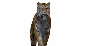 Realistic Tiger Rigged and Animated model- Blender 3D