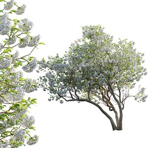 Viburnum opulus Roseum - European Cranberrybush 04 3D model