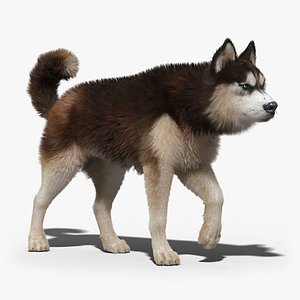 Siberian Husky(2)(FUR)(ANIMATED)
