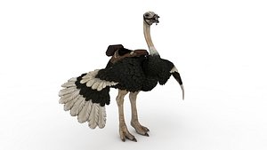 Ostrich 3D