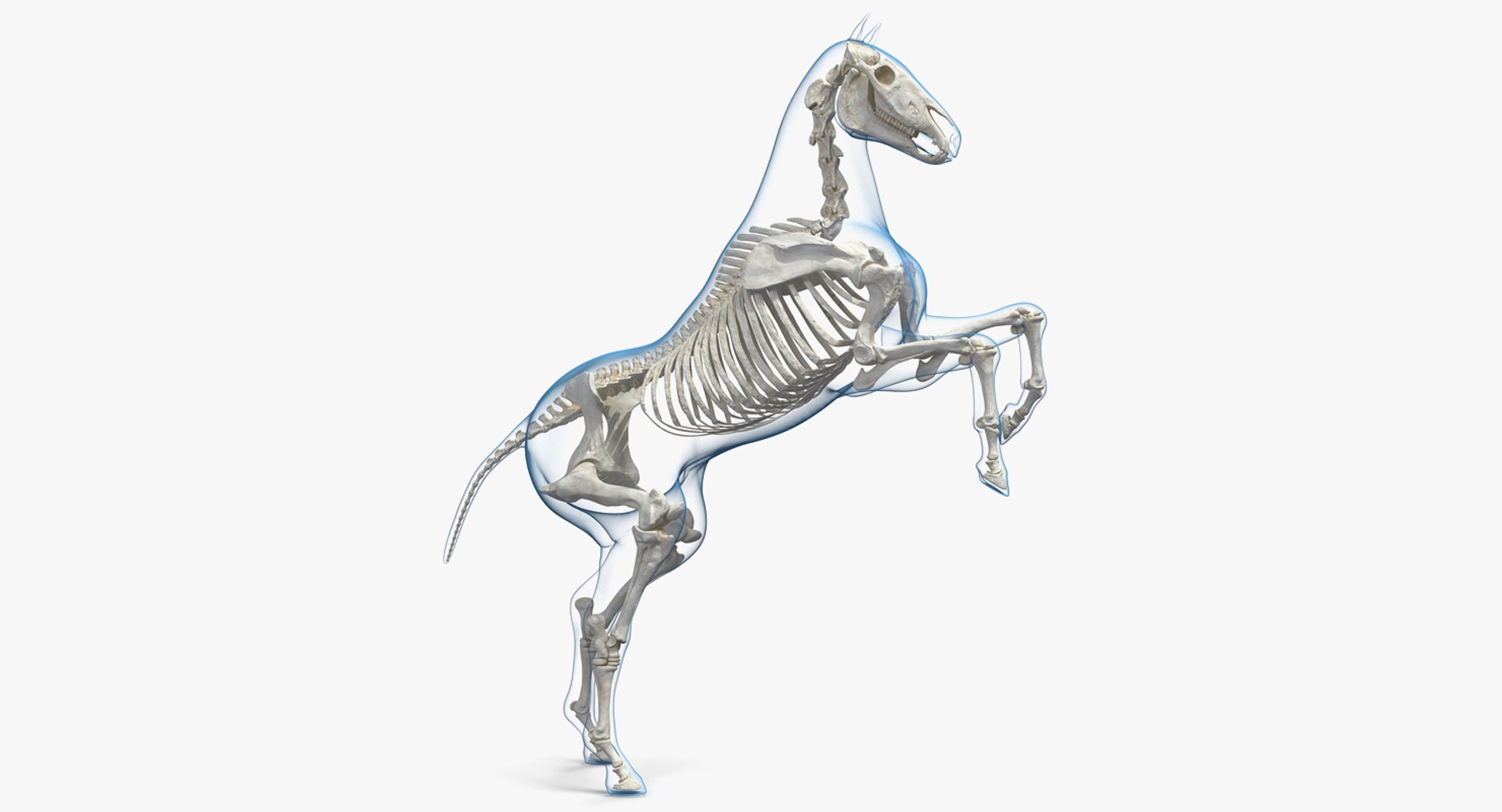 Rearing Horse Envelope with Skeleton 3D Model 3D model preview