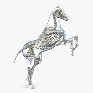 3D rearing horse envelope skeleton model
