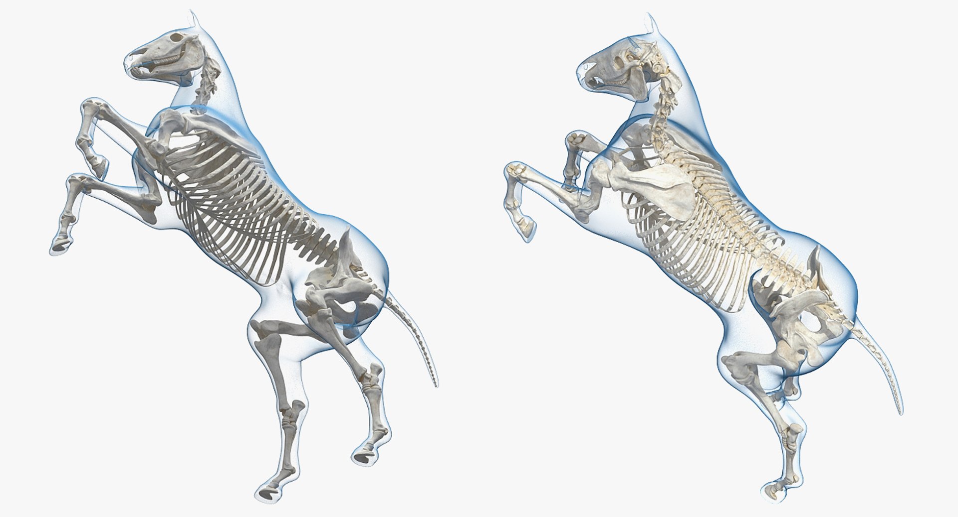 3D rearing horse envelope skeleton model https://p.turbosquid.com/ts-thumb/ju/52GKSy/QGSXifeE/rearinghorseenvelopewithskeletonmb3dmodel005/jpg/1540689533/1920x1080/fit_q87/4aab9c6c4dbe98cf4f8a5f8f46880dccfd64a0e1/rearinghorseenvelopewithskeletonmb3dmodel005.jpg