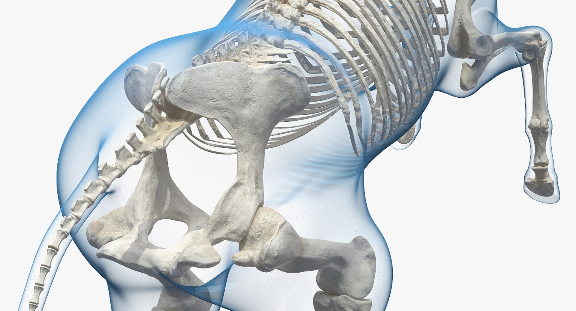 3D rearing horse envelope skeleton model https://p.turbosquid.com/ts-thumb/ju/52GKSy/Wbm1tMcw/rearinghorseenvelopewithskeletonmb3dmodel009/jpg/1540689547/1920x1080/fit_q87/4b52acb50cbf9b2834226ada8c5c890102d456ca/rearinghorseenvelopewithskeletonmb3dmodel009.jpg