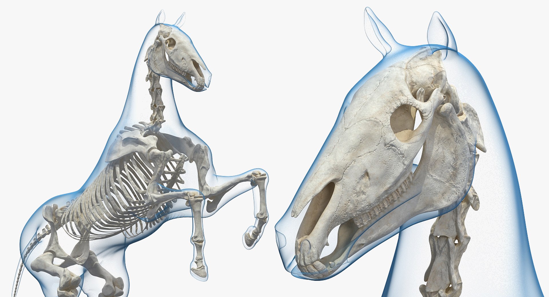 3D rearing horse envelope skeleton model https://p.turbosquid.com/ts-thumb/ju/52GKSy/XyHNnAwc/rearinghorseenvelopewithskeletonmb3dmodel006/jpg/1540689537/1920x1080/fit_q87/00646bbdb9203cc5166e18624cf51b851fe58c37/rearinghorseenvelopewithskeletonmb3dmodel006.jpg