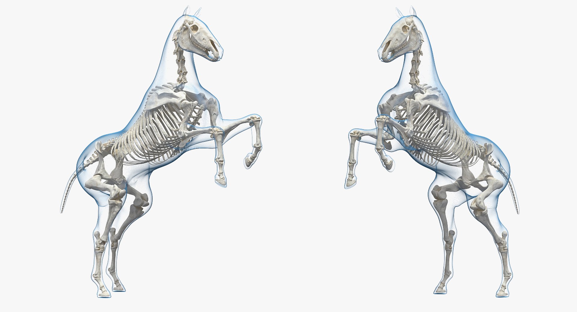 3D rearing horse envelope skeleton model https://p.turbosquid.com/ts-thumb/ju/52GKSy/hyRiqg0G/rearinghorseenvelopewithskeletonmb3dmodel004/jpg/1540689531/1920x1080/fit_q87/f1b39b984aa1c3435a9defab92fc25d2e34d9c97/rearinghorseenvelopewithskeletonmb3dmodel004.jpg
