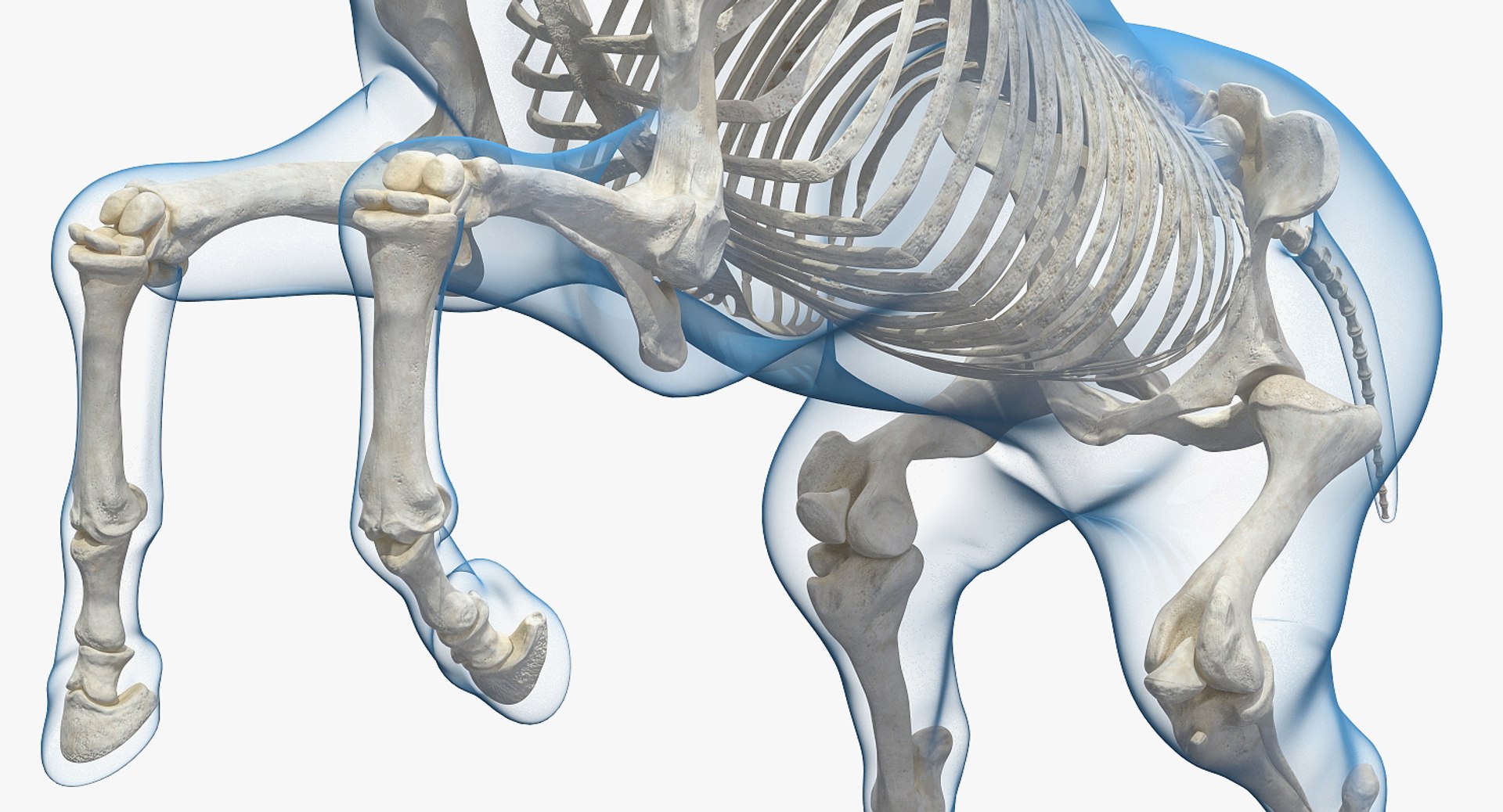 3D rearing horse envelope skeleton model https://p.turbosquid.com/ts-thumb/ju/52GKSy/kS5Kkp03/rearinghorseenvelopewithskeletonmb3dmodel008/jpg/1540689543/1920x1080/fit_q87/2193563c66c547a4f1e40724db6ee920a92c6529/rearinghorseenvelopewithskeletonmb3dmodel008.jpg