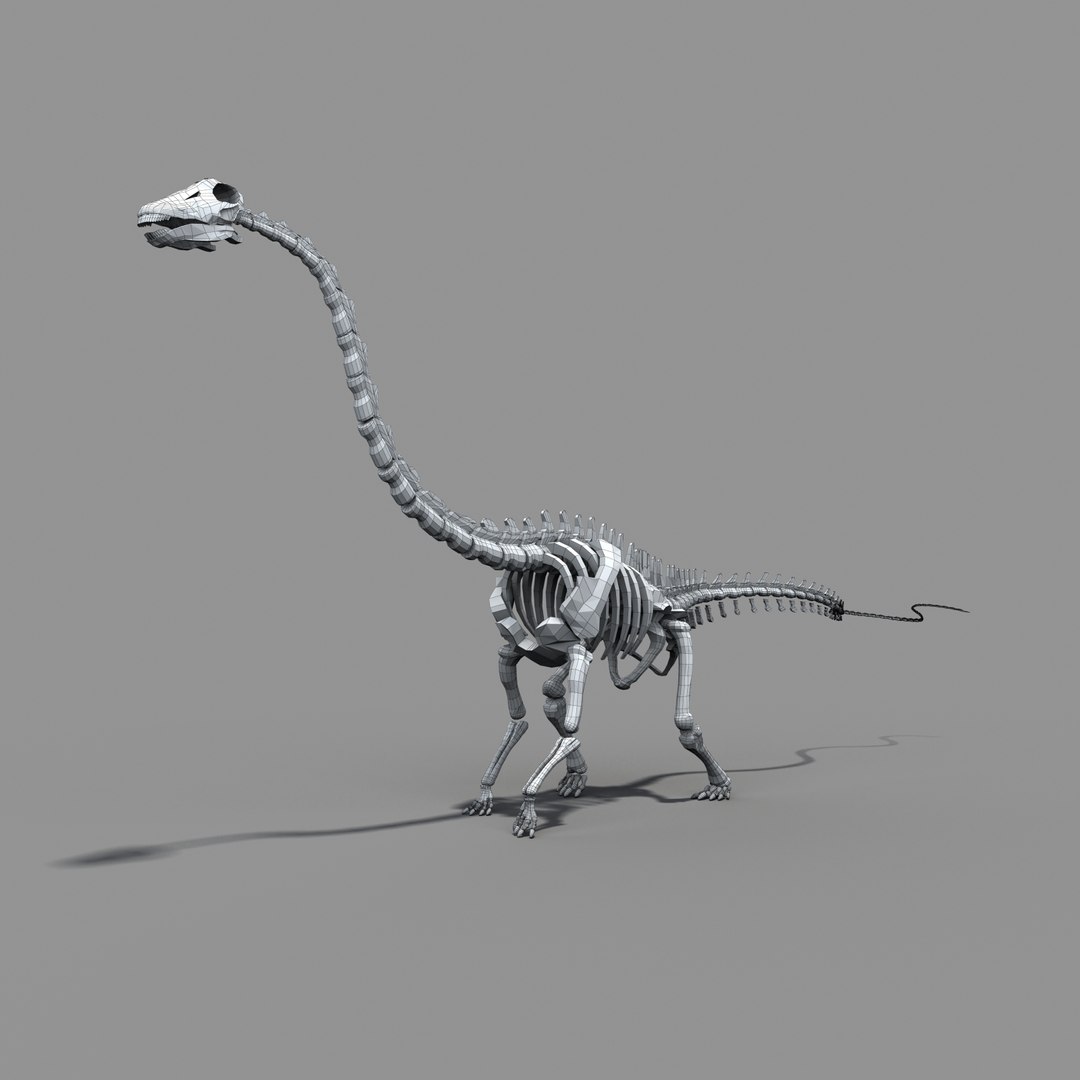 Diplodocus Skeleton 3d Model