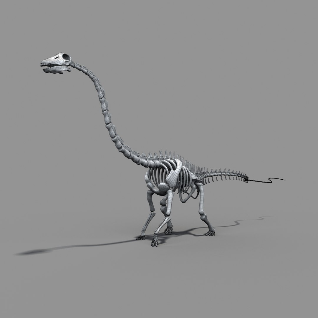 Diplodocus Skeleton 3d Model