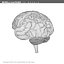 morelli russi human brain 3d model