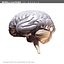 morelli russi human brain 3d model