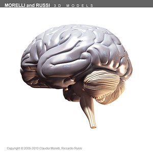 BRAIN MR