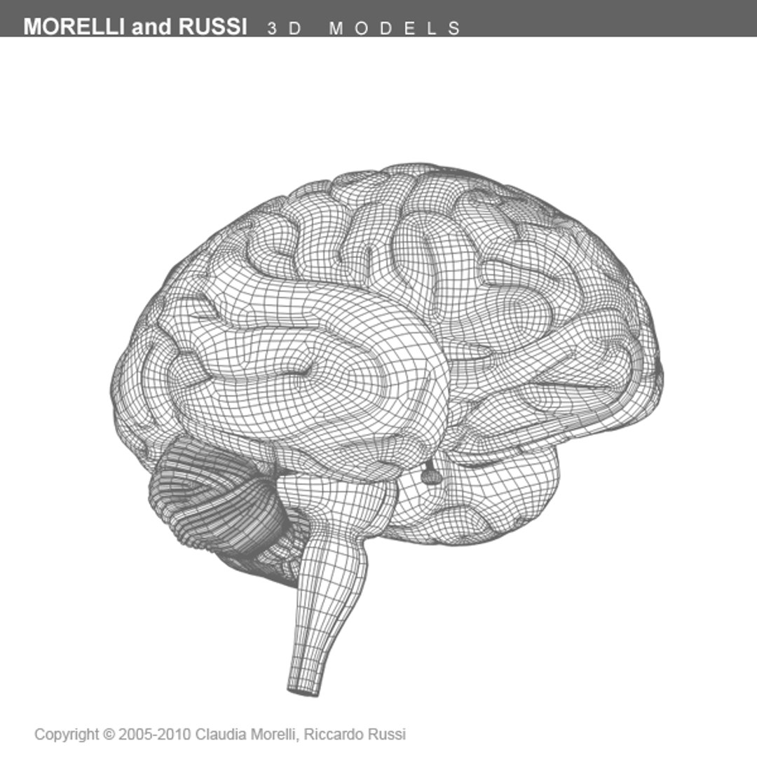 Morelli Russi Human Brain 3d Model