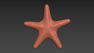 Starfish Echinoderm Sea Star 3D model