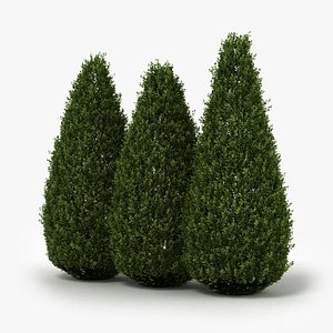 shrubs hedge realistic 3D model