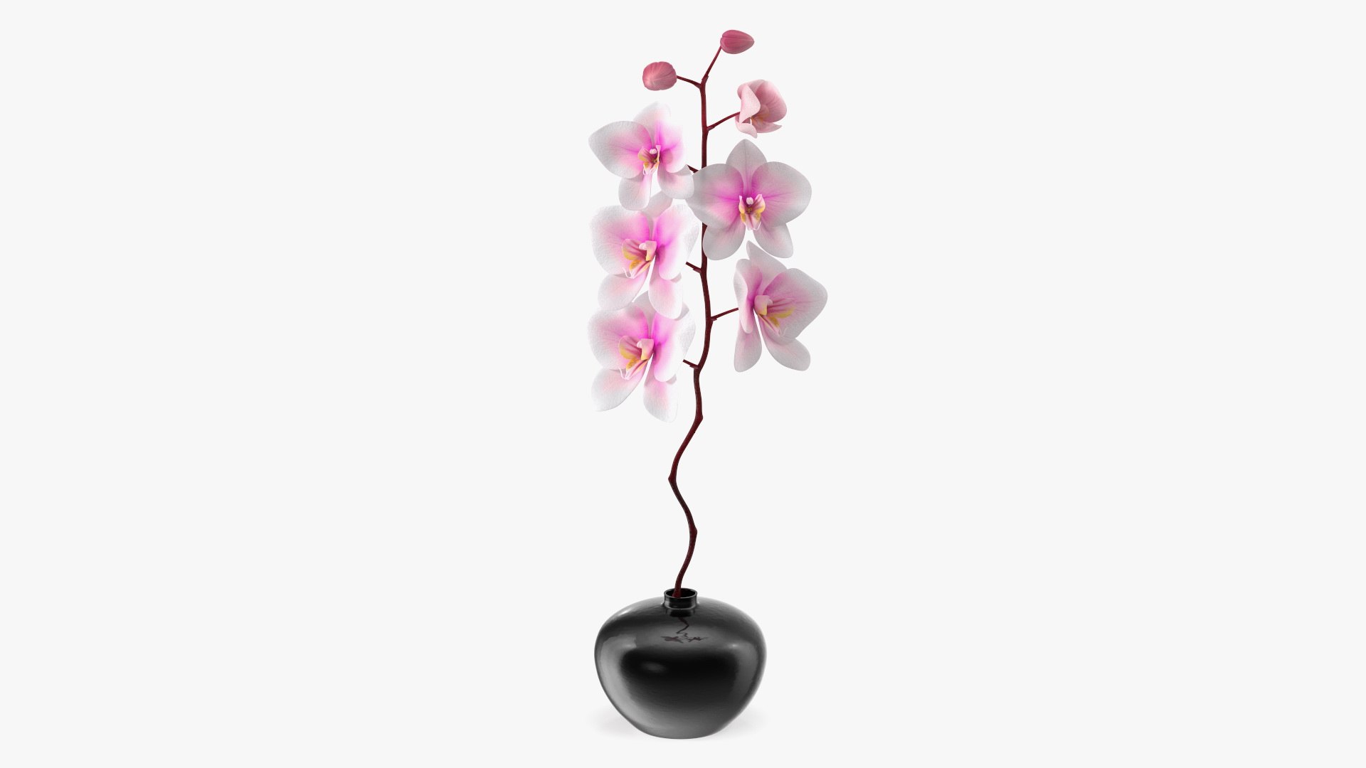 Orchid Stem and Black Vase 3D model preview