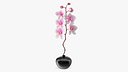 Orchid Stem and Black Vase