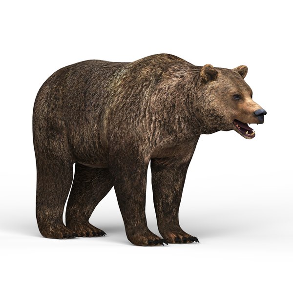 Jogo De Diferenças De Pesquisa Com Animais Selvagens Urso Selvagem