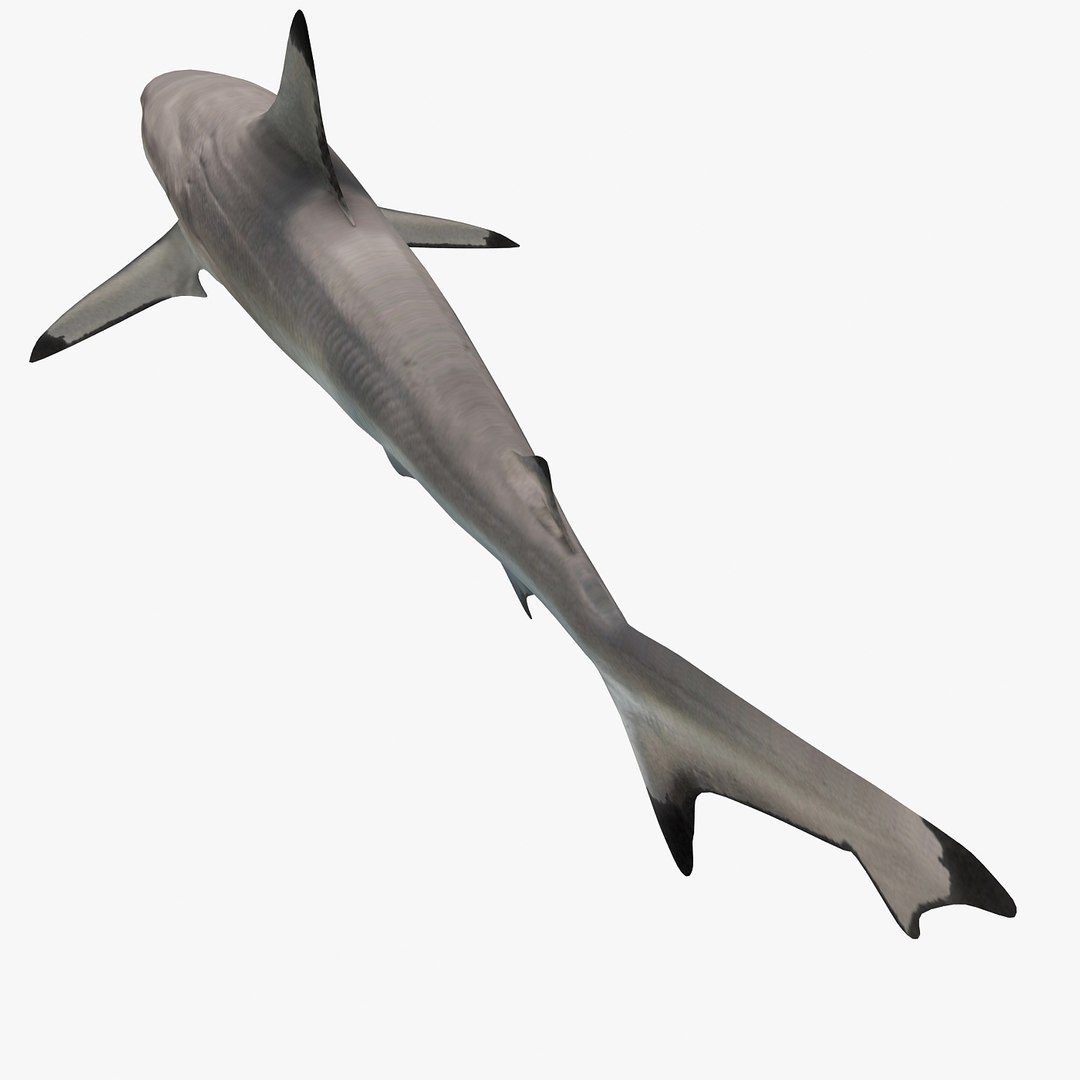 3D sea-life sea model https://p.turbosquid.com/ts-thumb/ju/YDhhcC/5jA51oXa/blacktipr5/jpg/1512158217/1920x1080/fit_q87/40eb6b5d2c8244c353016498733ba7de3ddb8448/blacktipr5.jpg