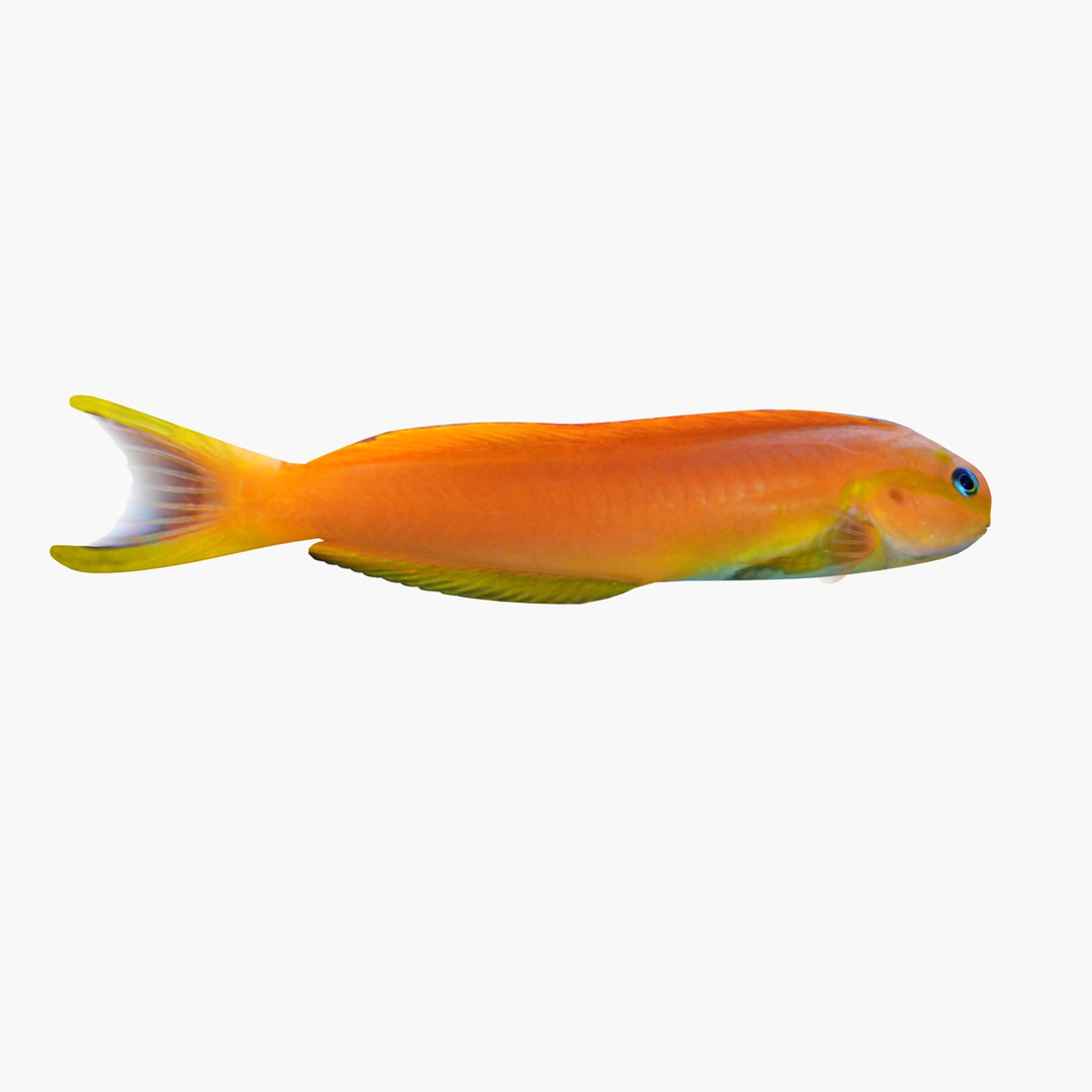 3D sea-life sea model https://p.turbosquid.com/ts-thumb/ju/YDhhcC/6MSMraSz/midasb/jpg/1512158798/1920x1080/turn_fit_q99/ca58596c71b52ba4fa649f029437f5c5d30e9ef5/midasb-1.jpg