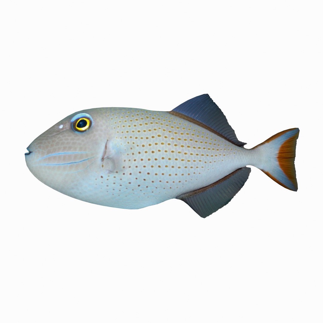 3D sea-life sea model https://p.turbosquid.com/ts-thumb/ju/YDhhcC/8qfAHHtU/sargassum_r1aaa/jpg/1512158503/1920x1080/fit_q87/386d97c78cf7824f65a0340fcce8c6a6f2965097/sargassum_r1aaa.jpg