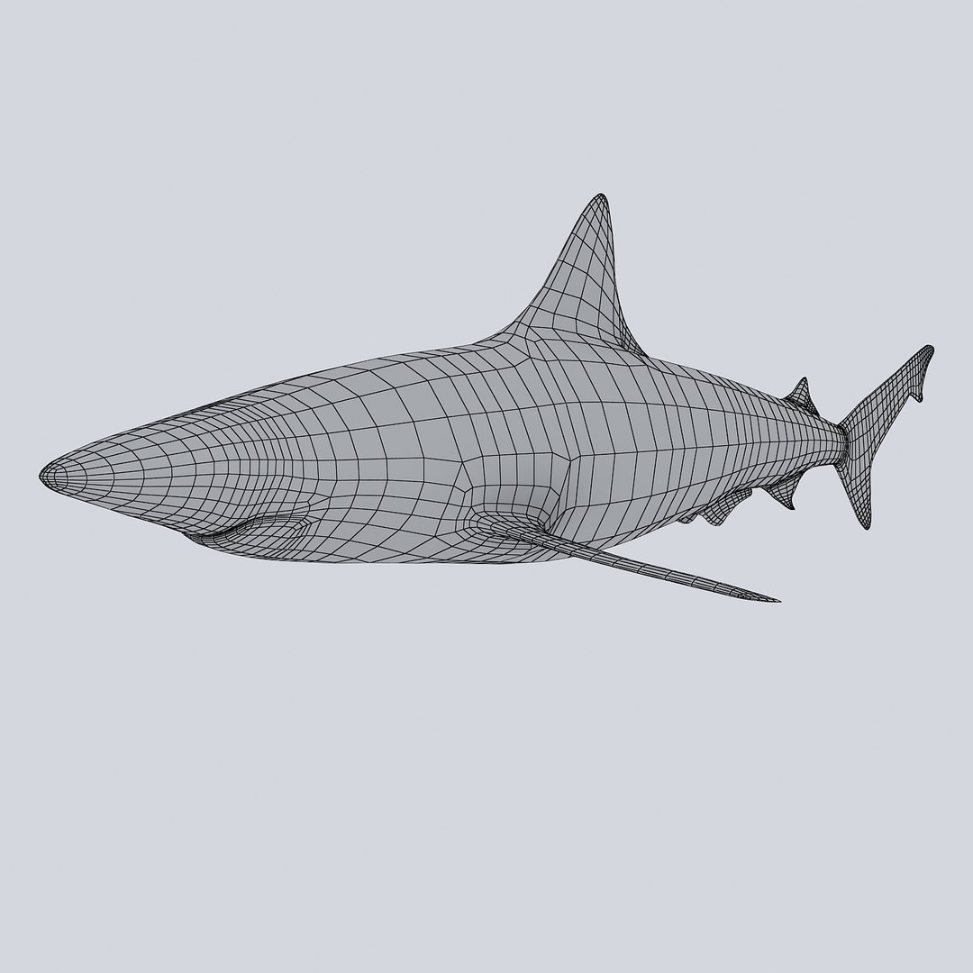 3D sea-life sea model https://p.turbosquid.com/ts-thumb/ju/YDhhcC/EiN4cgHu/blacktipr2w/jpg/1512158217/1920x1080/fit_q87/287b46d635559003d202f6fc067c610d7bc53007/blacktipr2w.jpg
