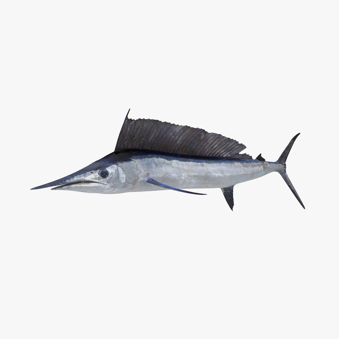 3D sea-life sea model https://p.turbosquid.com/ts-thumb/ju/YDhhcC/FLKE9kgB/longbillspear_r/jpg/1512158391/1920x1080/fit_q87/9c61b78981894e16c9291edcd0e04011af48ddb8/longbillspear_r.jpg