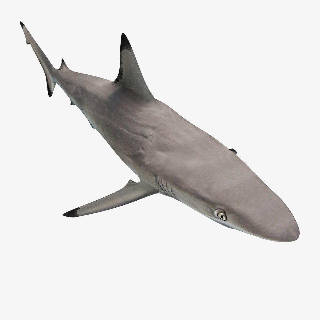 3D sea-life sea model https://p.turbosquid.com/ts-thumb/ju/YDhhcC/FopqqCEv/blacktipr3/jpg/1512158217/1920x1080/fit_q87/d779ba108379c2664f730b3a2d2faf71096d33ff/blacktipr3.jpg