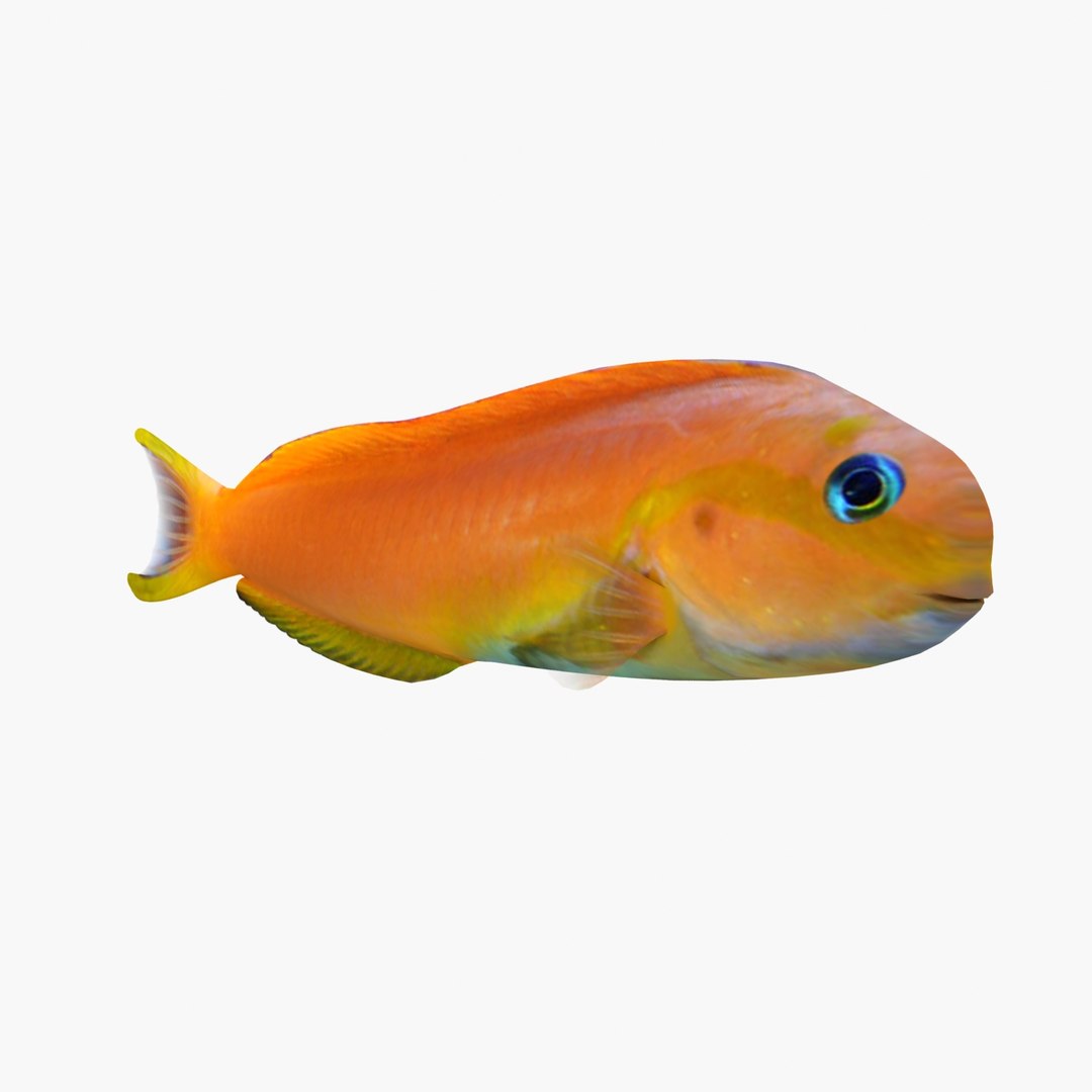 3D sea-life sea model https://p.turbosquid.com/ts-thumb/ju/YDhhcC/MQYhUZjT/midasblennyr2/jpg/1512158459/1920x1080/fit_q87/4df14d7f613004752acb4cd9d72ed47b276c92e5/midasblennyr2.jpg