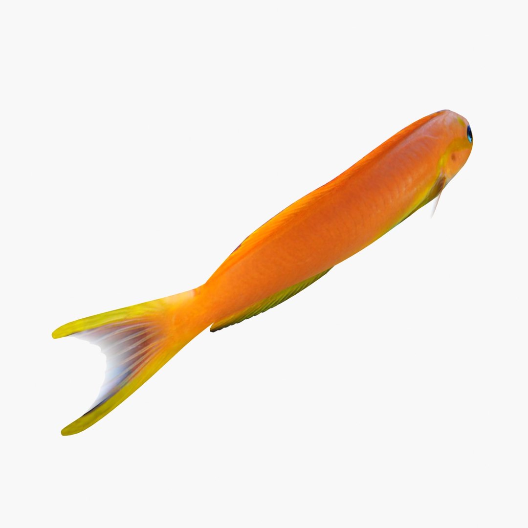 3D sea-life sea model https://p.turbosquid.com/ts-thumb/ju/YDhhcC/Mj2zWtps/midasblennyr5/jpg/1512158459/1920x1080/fit_q87/60a3e8c02bb251bdf4a7d2167a18321f8d0c530a/midasblennyr5.jpg