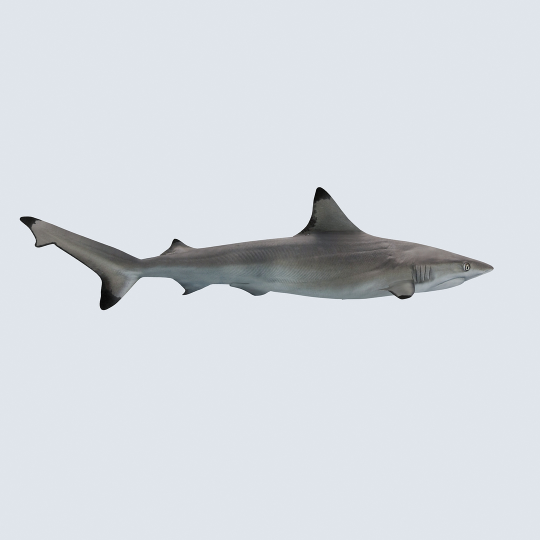3D sea-life sea model https://p.turbosquid.com/ts-thumb/ju/YDhhcC/R0fedpzf/blacktiptt/jpg/1512158677/1920x1080/turn_fit_q99/b37ad8f0b5e7cf838890ed18b8f7b17d38080945/blacktiptt-1.jpg
