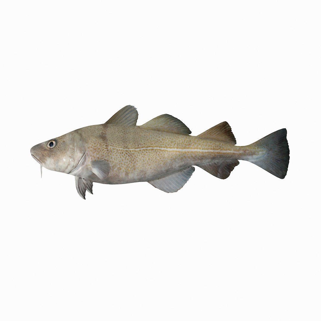 3D sea-life sea model https://p.turbosquid.com/ts-thumb/ju/YDhhcC/UIdQ2zA8/cod_r1aaa/jpg/1512158361/1920x1080/fit_q87/06ba775975dde12d6944fc2037df71d87029058e/cod_r1aaa.jpg